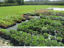 20-perennials-ready-for-the-garden-centre