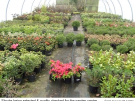 23-shrubs-being-selected-and-quality-checked-for-the-garden-centre