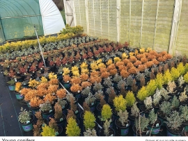 24-young-conifers