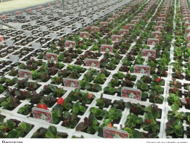 3-begonias