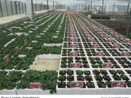 4-busy-lizzies-impatiens