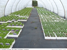 5-lobelia-ready-for-the-garden-centre