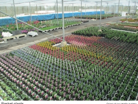 6-basket-plants