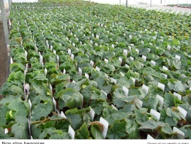 8-non-stop-begonias