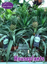 houseplants-1