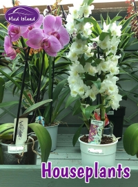 houseplants-13