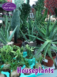 houseplants-4