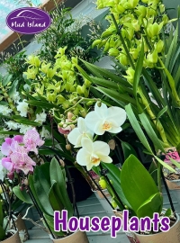 houseplants-5
