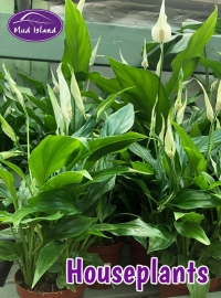 houseplants-8