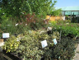 mud-island-garden-centre-gallery-12