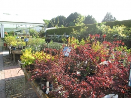 mud-island-garden-centre-gallery-14