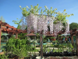 mud-island-garden-centre-gallery-19