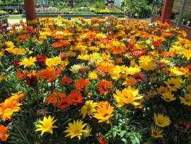 mud-island-garden-centre-gallery-20