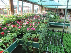 mud-island-garden-centre-gallery-34
