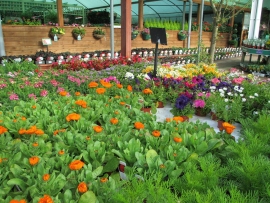mud-island-garden-centre-gallery-36