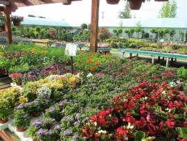 mud-island-garden-centre-gallery-37