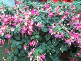 mud-island-garden-centre-gallery-43