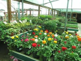 mud-island-garden-centre-gallery-44