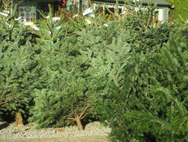 mud-island-garden-centre-gallery-59