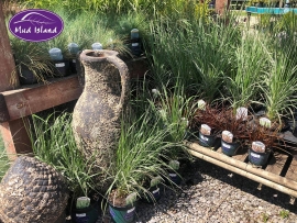 1_ornamental-grasses-1