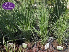 1_ornamental-grasses-2