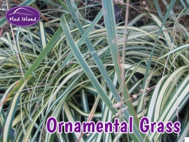 ornamental-grasses-1