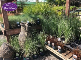 ornamental-grasses-11