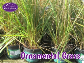 ornamental-grasses-3