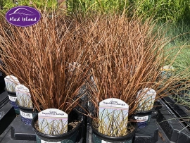 ornamental-grasses-8