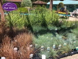 ornamental-grasses-9