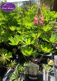 perennials-1
