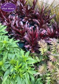 perennials-10