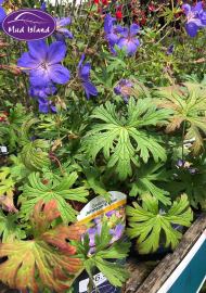 perennials-12