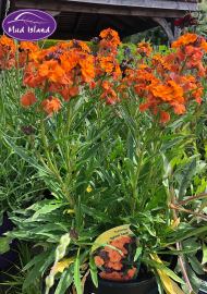 perennials-2