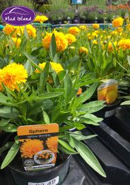 perennials-3