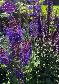 perennials-4