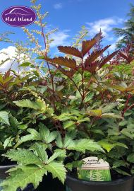 perennials-5