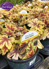 perennials-7