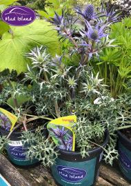 perennials-8