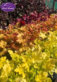 perennials-9