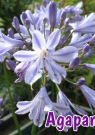 perennials-agapanthus