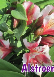 perennials-alstroemeria-2