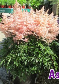 perennials-astilbe
