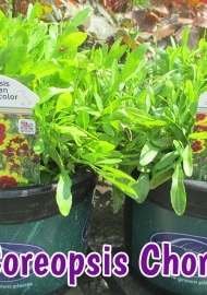 perennials-coreopsis-chorasan