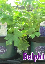 perennials-delphinium
