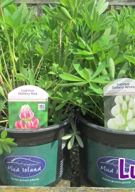 perennials-lupins