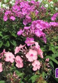 perennials-phlox