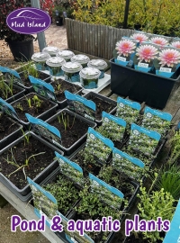 pond-and-aquatic-plants-1