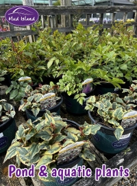 pond-and-aquatic-plants-3