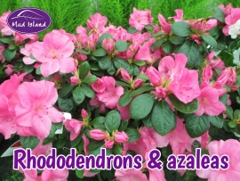 rhododendrons-amd-azaleas-1